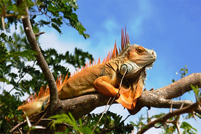 Palo verde national park wildlife tours